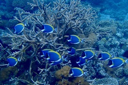 Climate change refuge for corals discovered by WCS scientists (and how we can protect it right now)